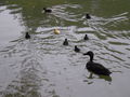 Tierpark Haag 2009 66743801