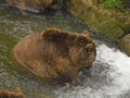 Tierpark Haag 2009 66743861