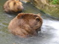 Tierpark Haag 2009 66743882