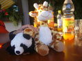 Raffi & Panda - friends 4 life 65363764