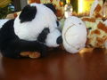 Raffi & Panda - friends 4 life 65363778