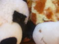 Raffi & Panda - friends 4 life 65363792