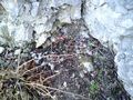 Ruine Scharnstein 20.03.2011 75470151