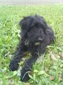 MEIN HUND BELLA  68455433