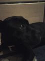 meine Hunde 72344916