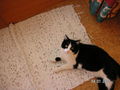 ROCKI meine Katze 70565627