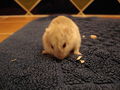 My Hamster 71424875