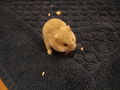 My Hamster 71424895