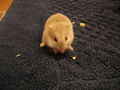 My Hamster 71424912