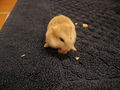 My Hamster 71424926