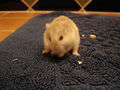 My Hamster 71424937