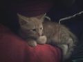 Meine Katzen babys 65511594