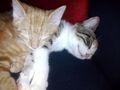 Meine Katzen babys 65511651