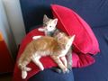 Meine Katzen babys 65511742