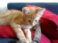 Meine Katzen babys 65511755