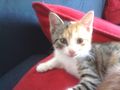 Meine Katzen babys 65511795