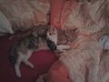 Meine Katzen babys 65511993