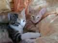 Meine Katzen babys 65512015