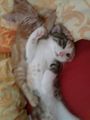 Meine Katzen babys 65512029