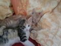 Meine Katzen babys 65512050