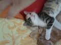 Meine Katzen babys 65512147