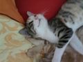 Meine Katzen babys 65512187