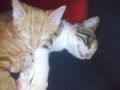 Meine Katzen babys 65512454