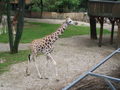 Zoo Schmiding am 12 August 2009 64917684