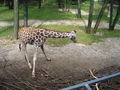 Zoo Schmiding am 12 August 2009 64917714