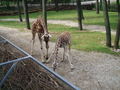 Zoo Schmiding am 12 August 2009 64917732