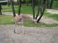 Zoo Schmiding am 12 August 2009 64917761