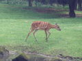 Zoo Schmiding am 12 August 2009 64917784
