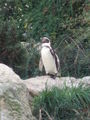 Wien Tiergarten Schönbrunn 23.9.2009 67262168