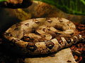 My Snakes 20051391