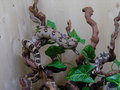 My Snakes 20051394