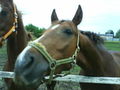 noch coolere horse bilder!!!!!!!!!!!!!!! 70795818