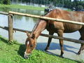 noch coolere horse bilder!!!!!!!!!!!!!!! 70795819