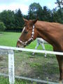 noch coolere horse bilder!!!!!!!!!!!!!!! 70795820