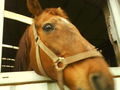 noch coolere horse bilder!!!!!!!!!!!!!!! 70795821