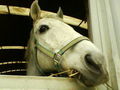 noch coolere horse bilder!!!!!!!!!!!!!!! 70795822