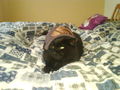 My cat mit Burten cap 69706895