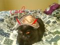 My cat mit Burten cap 69727053