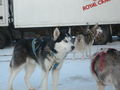 Husky`Workshop 53873954