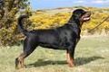 geile hund 68603485