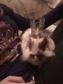 mei kleiner hase  =) 70140138