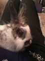 mei kleiner hase  =) 70140140