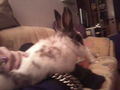 mei kleiner hase  =) 70140143