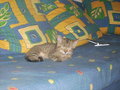 KIWI-Kater 22696139