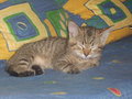 KIWI-Kater 22696156