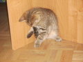 KIWI-Kater 22696221